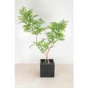 グリーンクロス 人工樹木/人工観葉植物 フランスベンジャミン ( 6300033761 ) (株)グリーンクロス 【メーカー取寄】