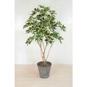 グリーンクロス 人工樹木/人工観葉植物 シェフレラ ( 6300033759 ) (株)グリーンクロス 【メーカー取寄】
