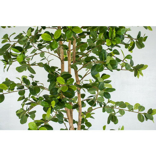 ���꡼�󥯥��� �͹�����/�͹����տ�ʪ ������ޥ� ( 6300028781 ) �ڥ᡼��������