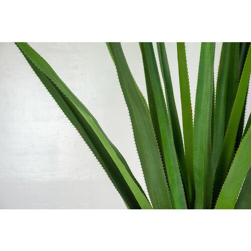 ���꡼�󥯥��� �͹�����/�͹����տ�ʪ �ѥ���̥� ( 6300033757 ) �ڥ᡼��������