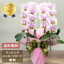 胡蝶蘭 蘭 ミディ もも姫2本立ち 花 ギフト ピンク お祝い 父の日 母の日 開店祝い 退職祝い 開業祝い 還暦 緑寿 古希 喜寿 傘寿 米寿 卒寿 白寿 百...