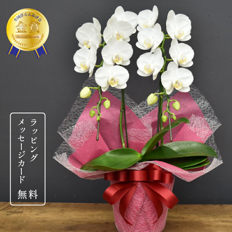 胡蝶蘭 スーパーアマビリス2本立ち【全国洋らん品評会金賞受賞胡蝶蘭】花 蘭 ミディ ギフト 白 お祝い プレゼント 鉢植え 母の日 敬老の日 開店祝い 退職祝い 開業祝い 還暦 緑寿 古希 喜寿 傘寿 米寿 卒寿 白寿 百寿 長寿祝い 送料無料 2024のサムネイル