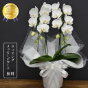 胡蝶蘭 スーパーアマビリス2本立ち お供え用【全国洋らん品評会金賞受賞胡蝶蘭】蘭 ミディ 花 白 お供え花 鉢植え お盆 新盆 お彼岸 法要 送料無料 金賞