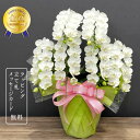 胡蝶蘭 スーパーアマビリス6本立ち 蘭 ミディ 花 ギフト プレゼント 鉢植え 寄せ植え 白 お祝い 父の日 母の日 誕生日 退職祝い 開業祝い 開店祝い 長寿...