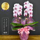 胡蝶蘭 彩2本立ち【全国洋らん品評会金賞受賞胡蝶蘭】ミディ 蘭 お祝い 誕生日 父の日 還暦 緑寿 古希 喜寿 傘寿 米寿 卒寿 白寿 百寿 長寿 贈り物 長持...