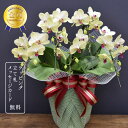 胡蝶蘭 蘭 ミディ フォーチュンザルツマンデラックス5本立ち 陶器 鉢植え 花 ギフト プレゼント 黄色 イエロー お祝い 父の日 母の日 誕生日 退職祝い 開業祝い 開店祝い 還暦 緑寿 古希 喜寿 傘寿 米寿 卒寿 白寿 百寿 送料無料