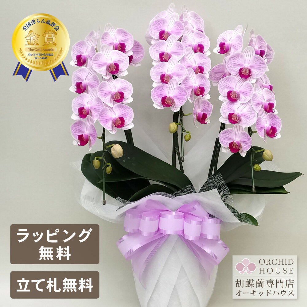 胡蝶蘭 オリビア 3本立ち 花 ギフト 祝い花 胡蝶蘭 ミニ ピンク プレゼント 鉢植え 蘭 ミディ お祝い 父の日 母の日 敬老の日 開店祝い 退職祝い 開業祝い 還暦 緑寿 古希 喜寿 傘寿 米寿 卒寿 白寿 百寿 長寿祝い 2025