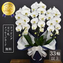 胡蝶蘭 蘭 大輪 キングデラックス3本立ち 33輪以上 お供え 花 白 お供え花 お盆 新盆 お彼岸 命日 法要 送料無料