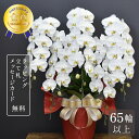 胡蝶蘭 65輪以上 キングエクセレント5本立ち【全国洋らん品評会金賞受賞胡蝶蘭】 大輪 蘭 花 ギフト 鉢植え 白 お祝い 開店祝い 開業祝い 開院祝い 就任祝...
