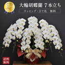 胡蝶蘭 蘭 大輪 キングエクセレント7本立ち花 白 ギフト 鉢植え お祝い 開店祝い 開業祝い 就任祝い 竣工祝い 受章祝い 送料無料