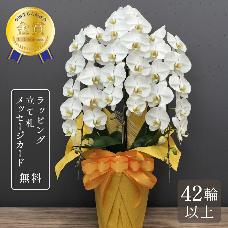 胡蝶蘭 42輪以上 キングハイグレード3本立ち 大輪 蘭 花 白 胡蝶蘭 お祝い ギフト プレゼント 祝い花 胡蝶蘭 鉢植え 長寿祝い 開店祝い 開業祝い 開院祝い 就任祝い 竣工祝い 移転祝い 昇任祝い 退職祝い 叙勲祝い 受章祝い 送料無料 2025