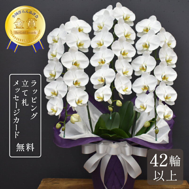 胡蝶蘭 42輪以上 キングハイグレード3本立ち お供え 大輪 蘭 花 白 お供え花 お盆 新盆 彼岸