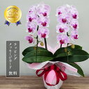 胡蝶蘭 オリビア 2本立ち【全国洋らん品評会金賞受賞胡蝶蘭】花 蘭 ミディ ギフト ピンク プレゼント 鉢植え お祝い 父の日 母の日 開店祝い 退職祝い 開業...