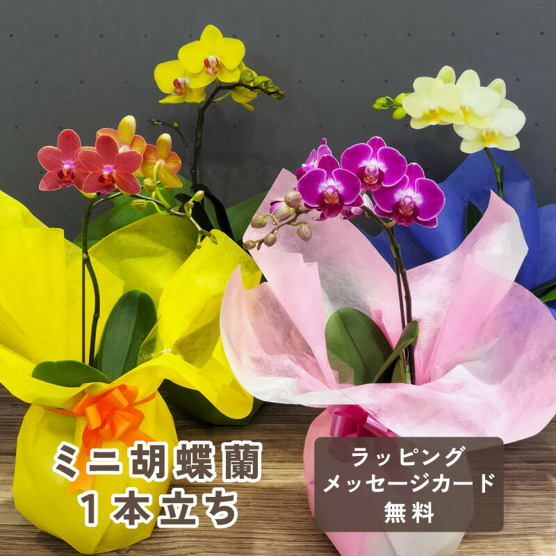 ミニ胡蝶蘭 1本立ち 胡蝶蘭 蘭 花 ギフト プレゼント 鉢植え 生花 お祝い 誕生日 母の日 父の日 還暦 緑寿 古希 喜寿 傘寿 米寿 卒寿 長寿祝い 送料無料 おまかせ 2025