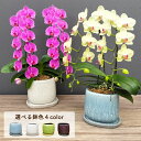 胡蝶蘭 組み合わせ選べる☆おしゃれ陶器鉢で楽しむミディ胡蝶蘭 生花 陶器鉢 受け皿付き 蘭 ミディ 花 白 ピンク 黄色 ギフト お祝い 母の日 父の日 開店祝...