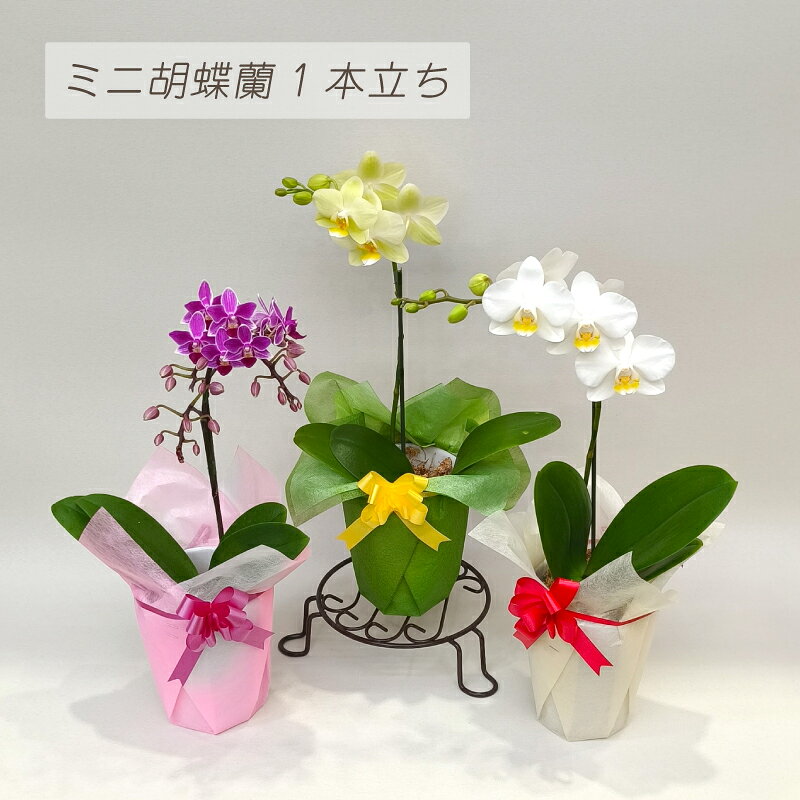 ミニ胡蝶蘭 1本立ち 2本立ち 祝い花 胡蝶蘭 ミニ 蘭 花 ギフト プレゼント 鉢植え ...