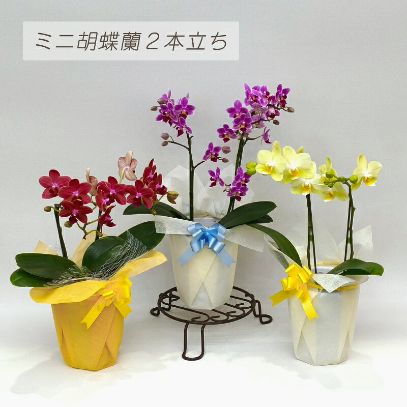 ミニ胡蝶蘭 1本立ち 2本立ち 祝い花 胡蝶蘭 ミニ 蘭 花 ギフト プレゼント 鉢植え ...