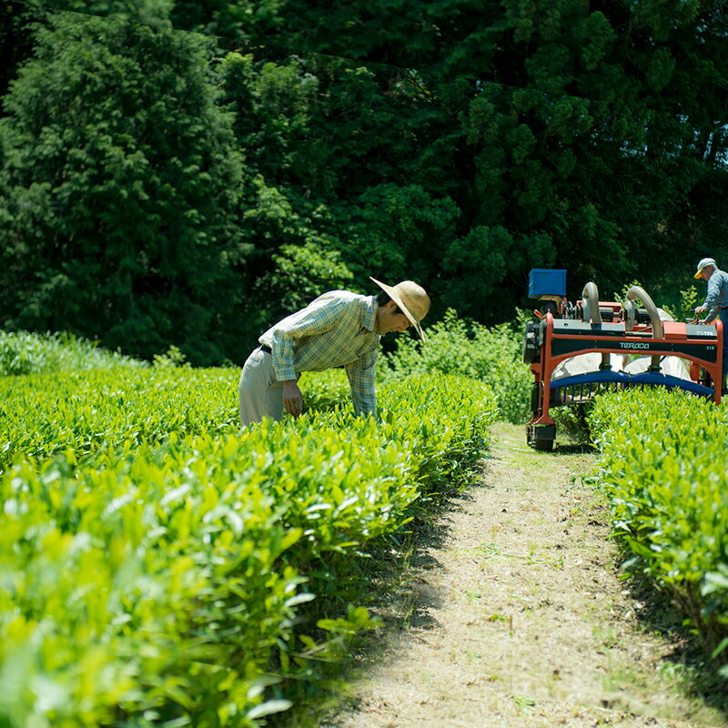 杉本園 紐付き「紅茶ティーバッグ」60g　無農薬茶 有機JAS 紅茶　べにふうき 和紅茶 有機 オーガニック 有機紅茶 無添加