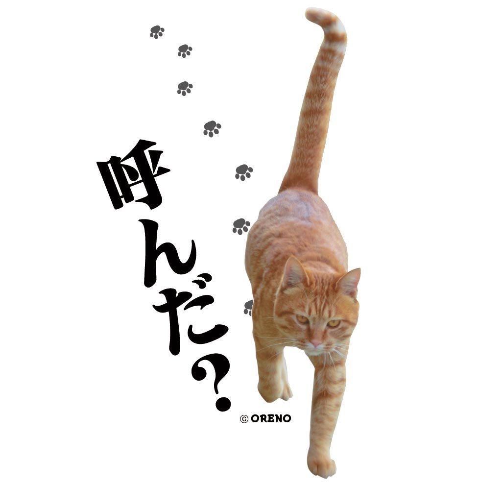 おもしろ トレーナー スウェット 猫好き 実写猫柄「呼んだ?」ネコ ねこ ぬこ キャット 茶トラ 飲み会 注目 面白い メンズ レディース かわいい