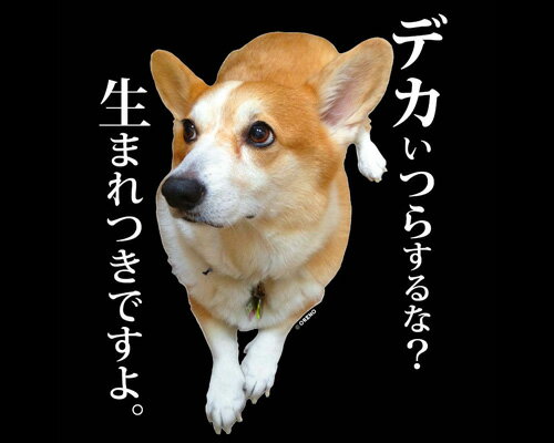 おもしろtシャツ 長袖Tシャツ ブラック コーギー 実写犬柄 でかいつらするな