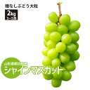 【山形県朝日町産 期間限定!】 種なしぶどう シャインマスカ...