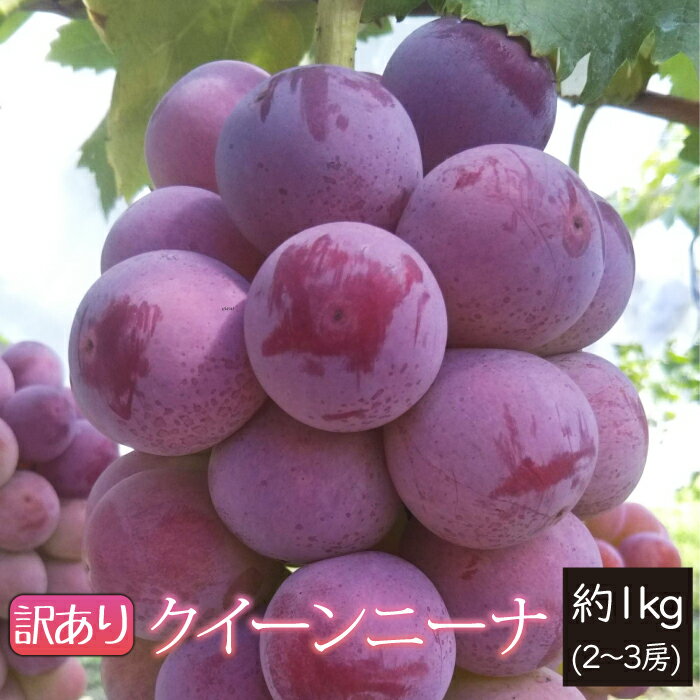 【訳あり】9月中旬～ ぶどうクイーンニーナ 約1.0kg 2～3房 山形県朝日町産 9月中旬～10月上旬 順次発送