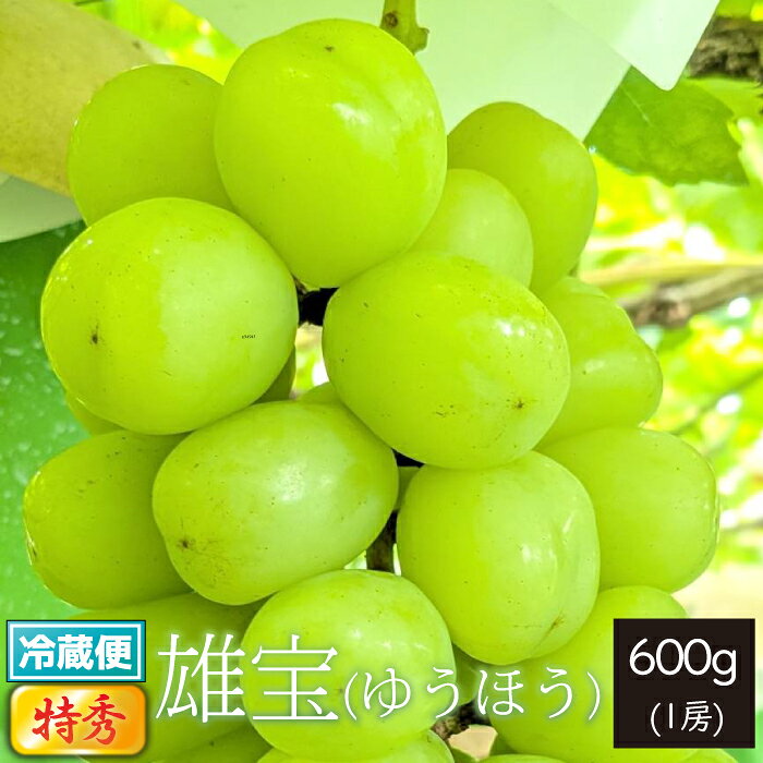 【特秀】9月下旬～ 雄宝 600g以上 1房 冷蔵便 山形県朝日町産 9月下旬～10月中旬 順次発送