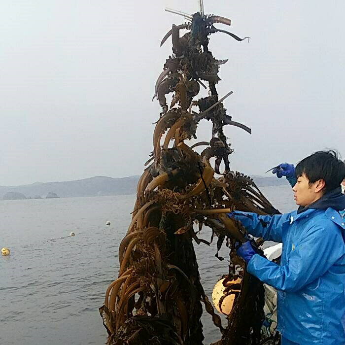 �ޥ륤������建 ���狼�� 1600g