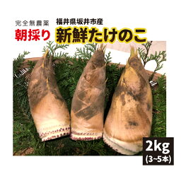 【4月中旬～順次発送】たけのこ 福井県坂井市産 2kg(3〜5本) 朝採り 新鮮 【4月中旬～4月下旬 順次発送】