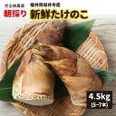 【4月下旬〜順次発送】たけのこ 福井県坂井市産 4.5kg(5〜7本) 朝採り 新鮮