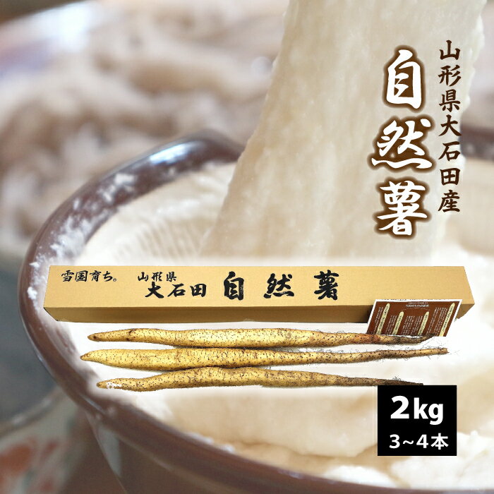 自然薯（やまのいも）山形県 大石田産 2kg