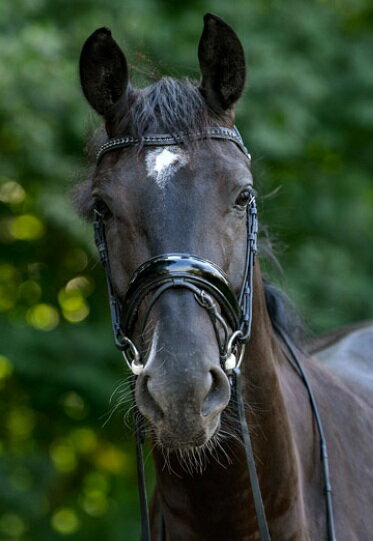 Trust（トラスト）ワイド鼻革/頭絡（手綱・コンビ鼻革付）