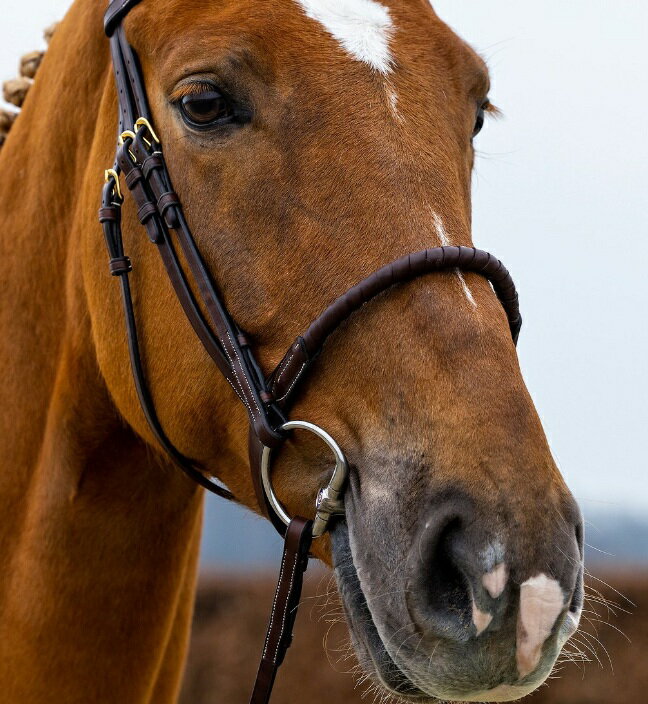 Trust(トラスト)ワイド鼻革/頭絡(手綱・コンビ鼻革付)