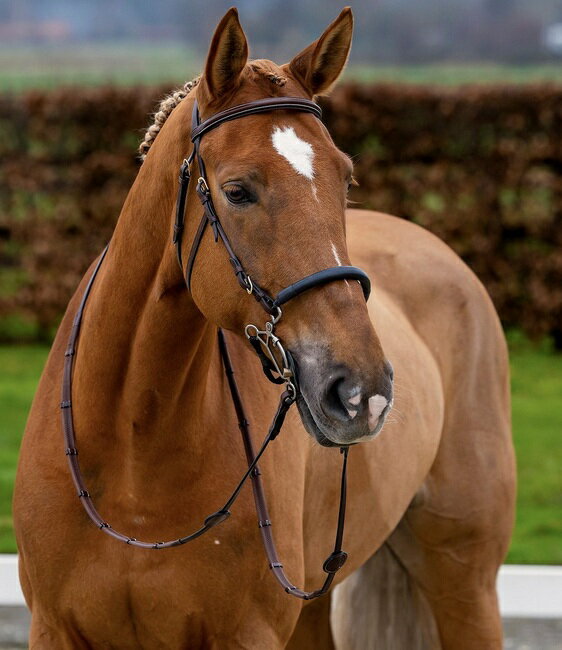 Trust(トラスト) ハックモア頭絡(手綱付)