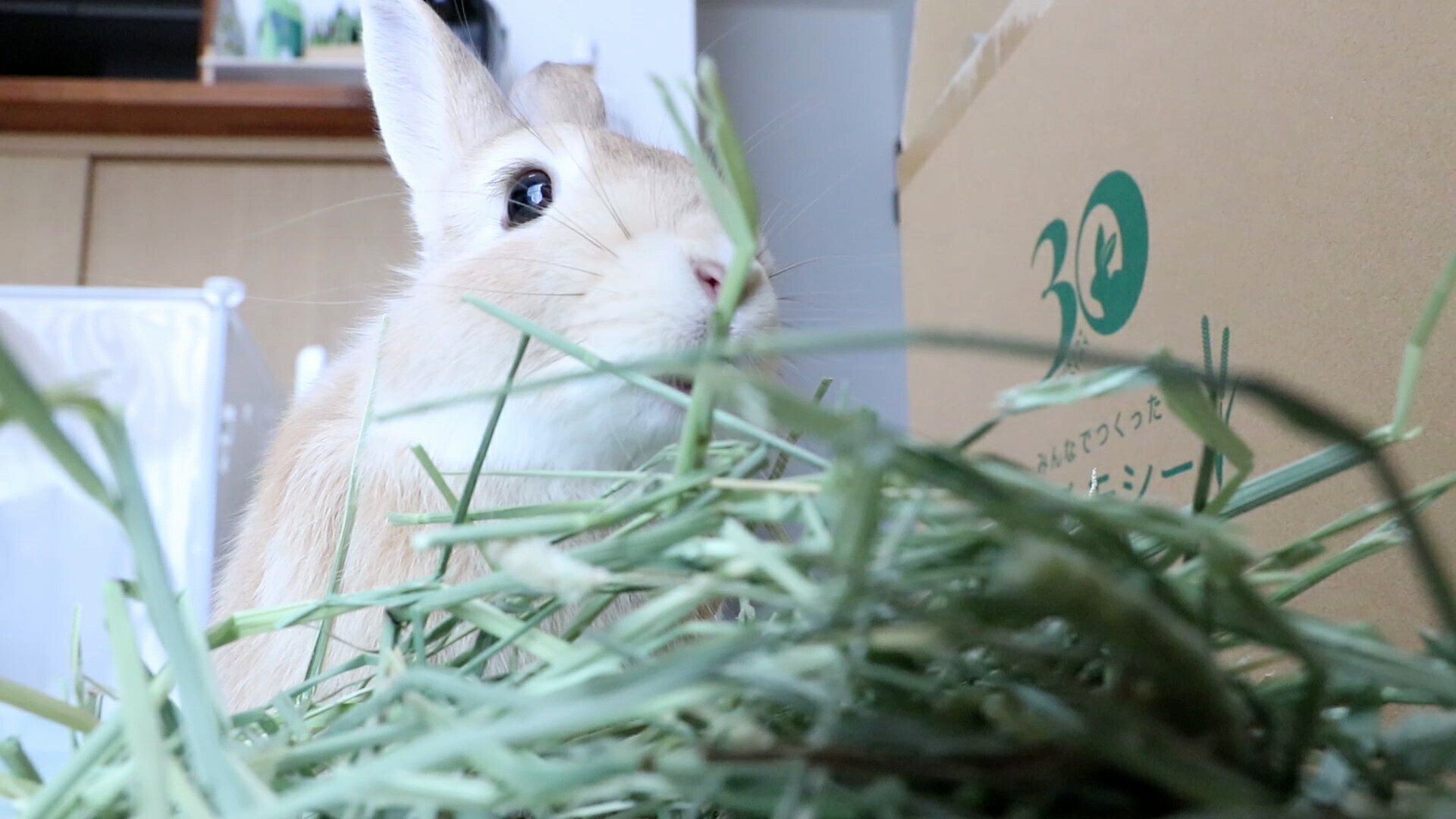 ��Υ��⥷������� ����ꥫ�� ���ִ��� �ץ�ߥ��� ���⥷�� ����֥�å��� ��50g��2���� ������ ����å� ������� �ǥ��� ������ ��� ���� ����