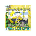 大阪京菓楽天市場店ZRおかし企画 OE石井　150グラム【目安として約127個】 特選 爽やか レモン＆サイダー糖衣ラムネ ×1袋【ma】【メール便送料無料】