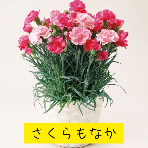 母の日プレゼントギフトカーネーショ...