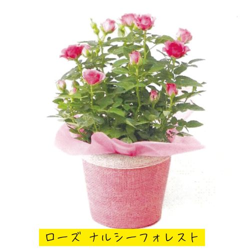 【P8倍】母の日 プレゼント ギフト ローズ ナルシーフォレスト 5号鉢 花 鉢植え フラワーギフト 花鉢 鉢花 お花 送料無料 母の日ギフト 母の日プレゼント 2026