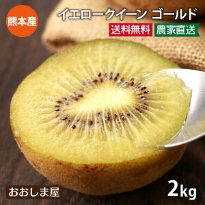 キウイ ゴールド 2kg 送料無料 ＜11月中旬より順次出荷＞ 国産 イエロークイーン さぬきゴールド キウイフルーツ 熊本産 農家直送 産地直送 フルーツ 果物 大嶌屋（おおしまや）