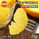 紅甘夏 あまなつ 甘夏 みかん 5kg 送料無料 柑橘 ミカン 夏蜜柑 夏みかん なつみかん マーマレード ジャムにも 農家…