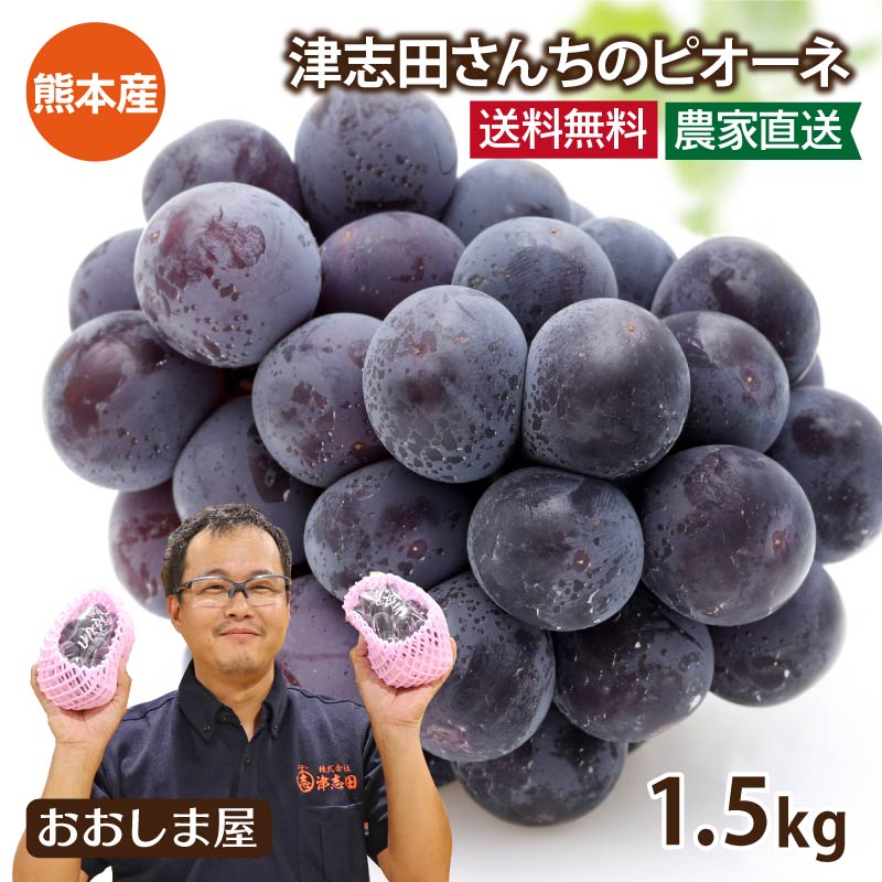 ぶどう 送料無料 ピオーネ ニューピオーネ 1.5kg（3房から5房）＜6月下旬より出荷予定＞ 熊本産 ブドウ 国産 お中元 御中元 夏ギフト 2023 ギフト 果物 食品 グルメ プレゼント 果物 フルーツ 大嶌屋（おおしまや）