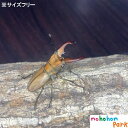 ムニスゼッチホソアカクワガタ ♂のみ 【サイズフリー】 { クワガタ 外国産 昆虫 生体 } ok-18 区分60Y
