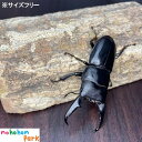 ヒラタクワガタ 【♂のみ】 【サイズフリー】 クワガタ 国産 昆虫 生体 et-002 配送区分N