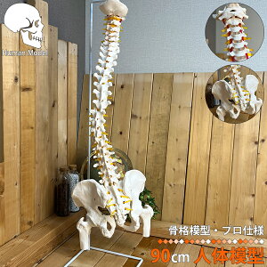 人体模型 骨 等身大 脊椎 模型 実物大 90センチ 脊髄骨盤模型 股関節 脊柱可動 ヘルニア病部 脊髄神経根 椎骨動脈 椎間板 人体 じんたい 模型 整骨院 スタンド 教材 LB-228 区分100S