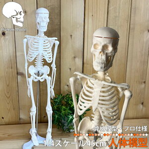 人体模型 人体骨格模型 骨格標本 45cm 1/4 モデル ホワイト 台座 可動域 どくろ ミニ 人形 ホラー 人形 全身 可動 人体 じんたい 模型 がいこつ がい骨 屋外 玄関 整骨院 インテリア 小物直立 スタンド 教材 フィギュア LB-229 区分60Y