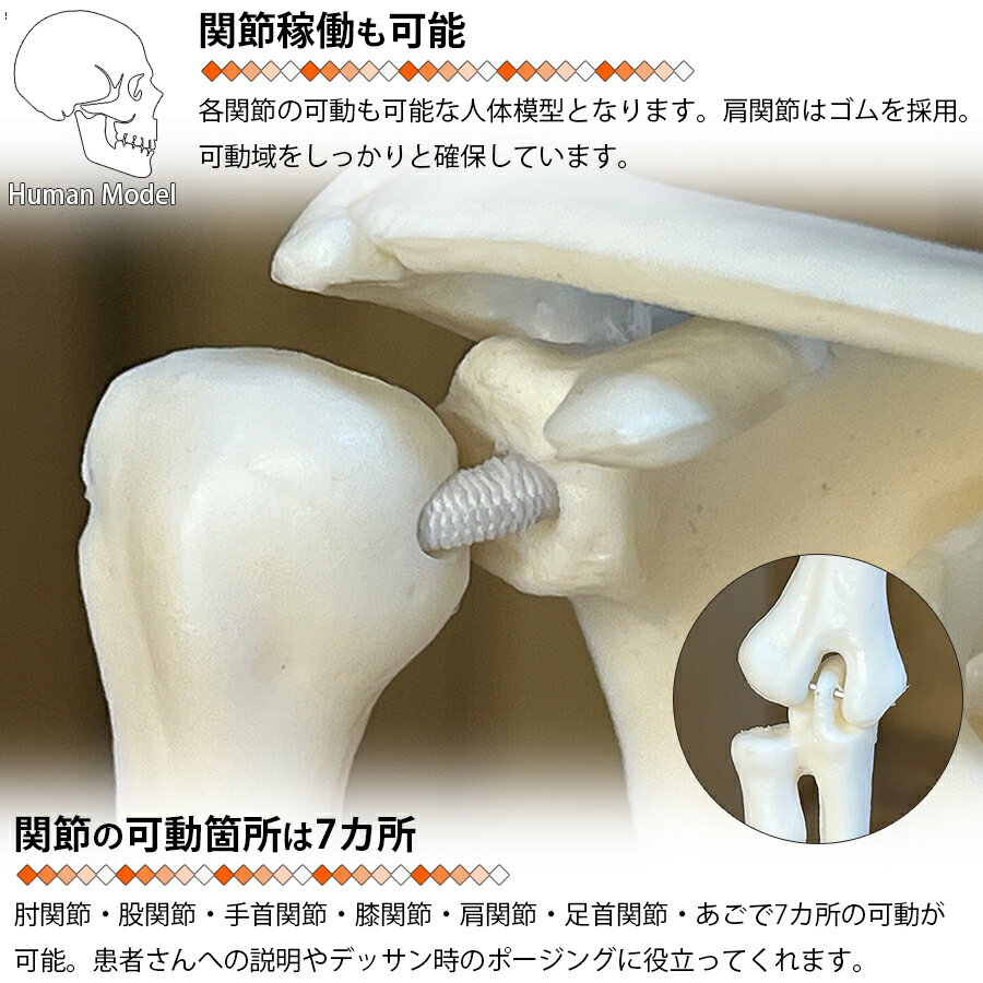 �����Ϸ� ���ι����Ϸ� ����ɸ�� 45cm 1/4 ��ǥ� �ۥ磻�� ��� ��ư�� �ɤ��� �ߥ� �ͷ� �ۥ顼 �ͷ� ���� ��ư ���� ���󤿤� �Ϸ� �������� ������ ���� ���� ������ ����ƥꥢ ��ʪľΩ ������� ���� �ե����奢 LB-229 ��ʬ60Y