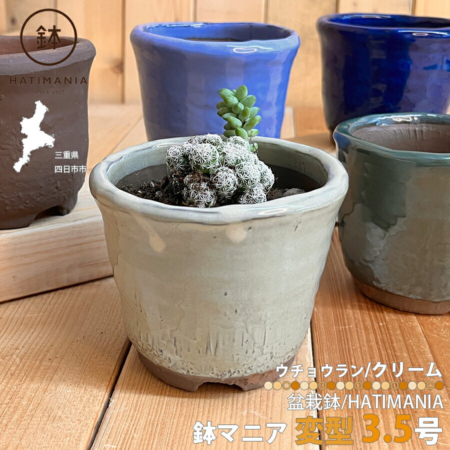dショッピング |（山野草）苔盆栽 おまかせ山野草 ミニ小鉢植え