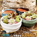 多肉植物おまかせ寄せ植え HATIMANIA 3号 1006W 鉢づくし ミニ盆栽 多肉植物 エケベリア セダム 植木 穴あき 観葉直物 土植え 丸型 コンパク...