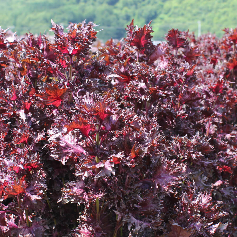 �񻺡�̵����(�������Ļ�)�֤������� ���Ф������Τ������塼����2��3��ǻ�̥����ס�720ml