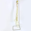 SOMSO ソムソ 脊椎模型 大腿骨付 スタンド付 ※現状品